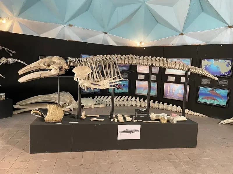 Visita al Museo de la Ballena